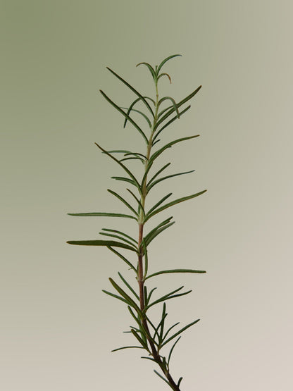 Rosemary Scalp Scaling Shampoo
