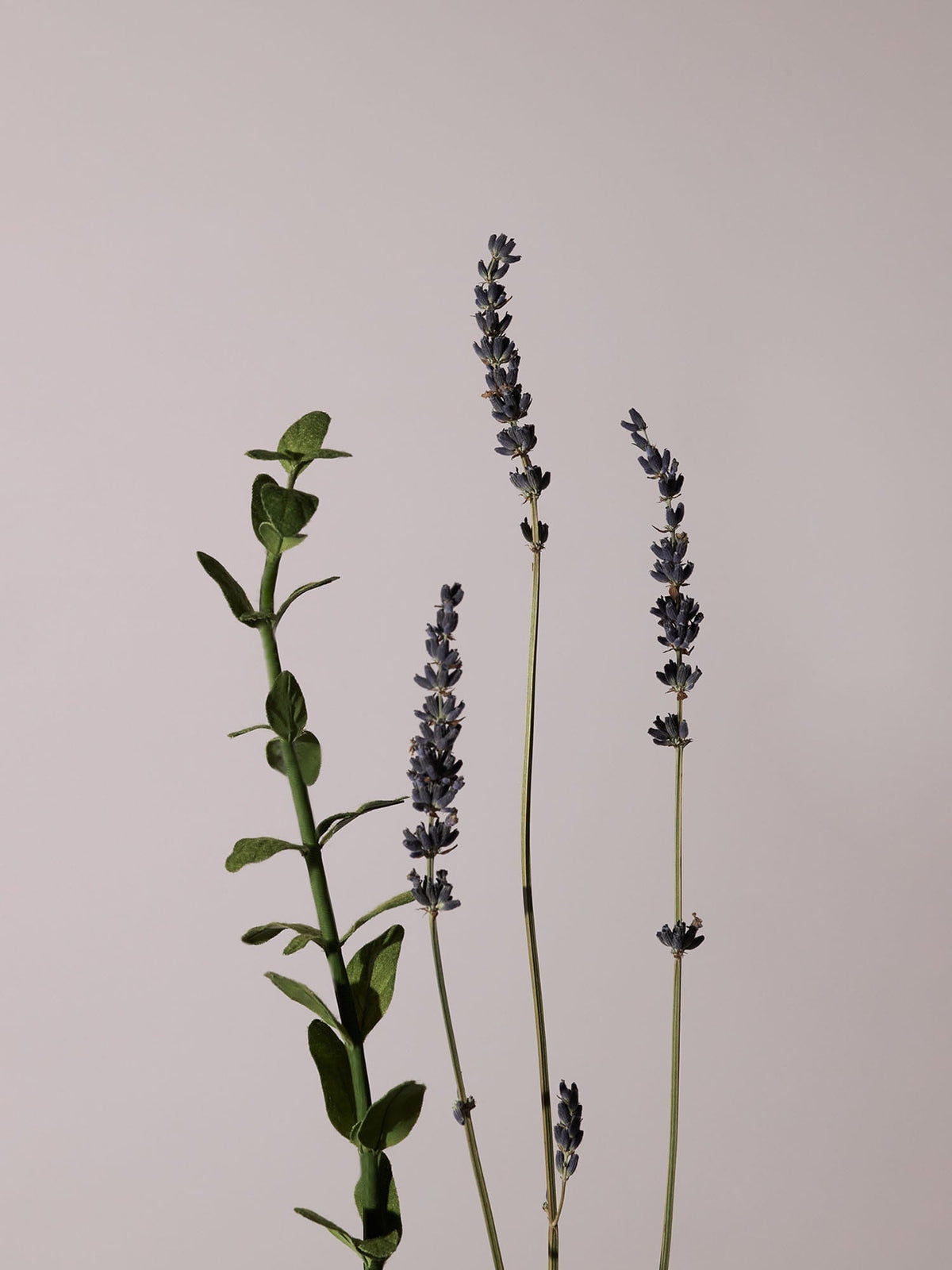 Serene Body Oil Lavender & Marjoram