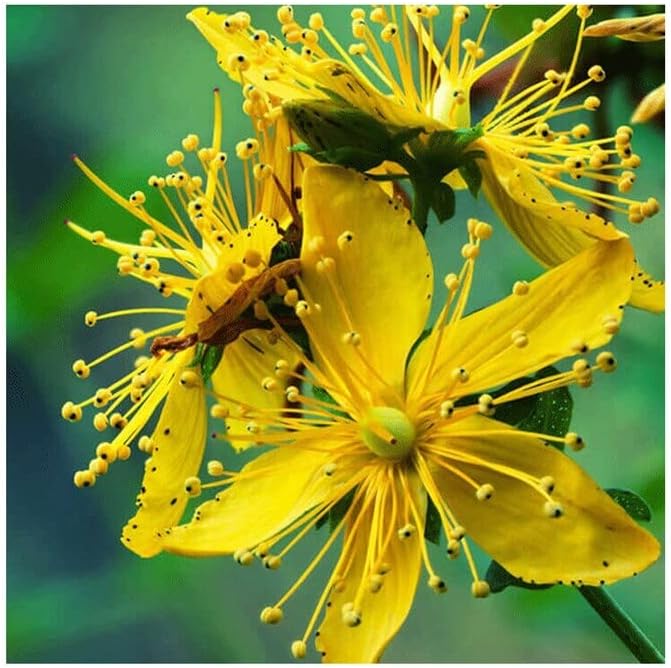 Hipérico EFNE – Equilibrio Emocional y Mejora del Descanso