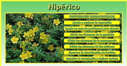 Hipérico EFNE – Equilibrio Emocional y Mejora del Descanso